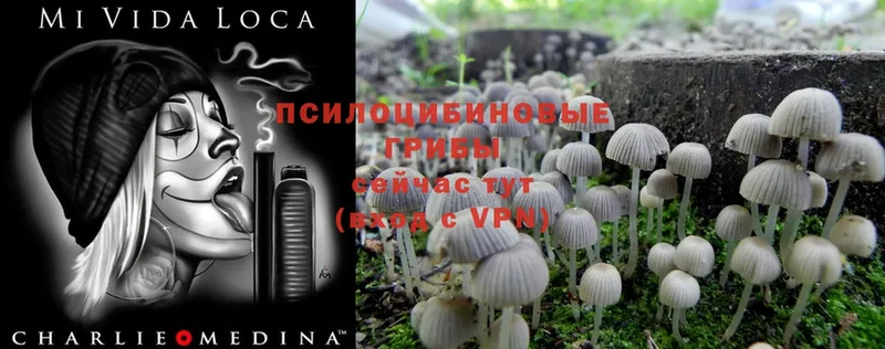 Галлюциногенные грибы Cubensis  Апатиты 